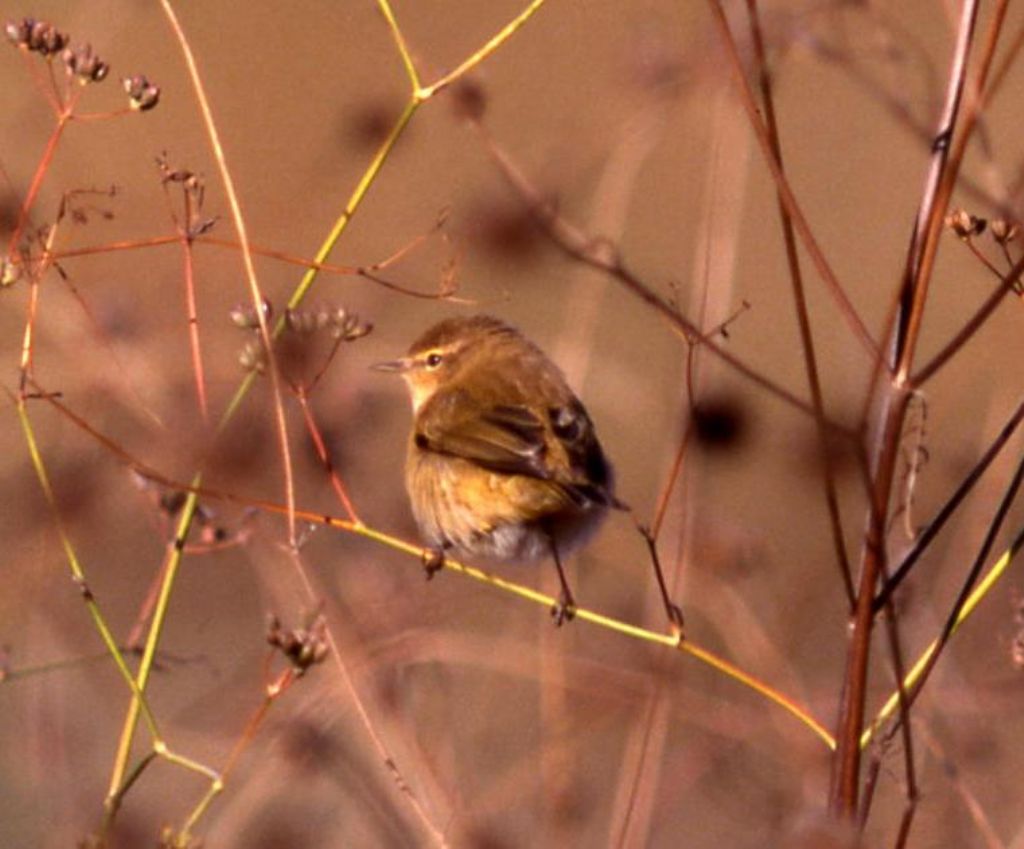 Avifauna da identificare (78)